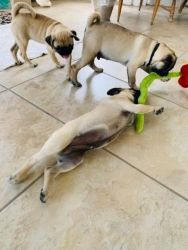 Pug Puppies Looking For Home