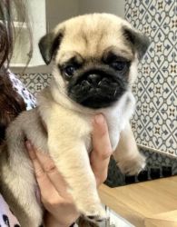 Pug puppies available