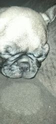 Baby pug for sell don't have time for it