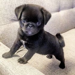 Capable Pug Puppies