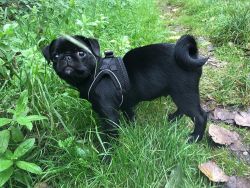 knowledgeable Pug Puppies