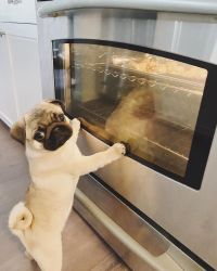 Warmhearted Pug Puppies