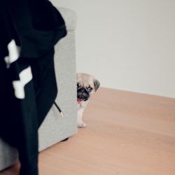 Awesome Pug Puppies