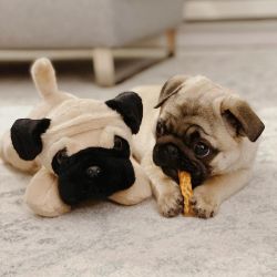 Favorable Pug Puppies