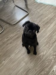 Pug for sell need gone ASAP