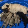 Akc and Ckc pugs -litters