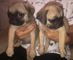 Pug fawn color and black
