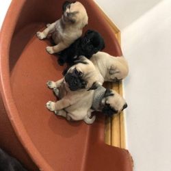 Pug Pups Very Sweet And Affectionate