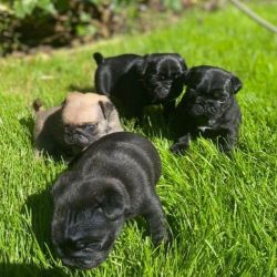 Male And Famle Home Raised Pug Puppies For Sale