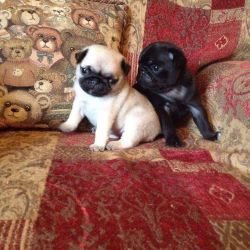 Male And Female Pug Puppies..