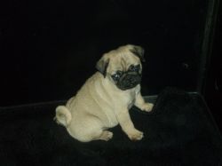 Little Male Pug Puppy For Sale