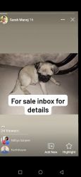 40 days old male Pug available for sale