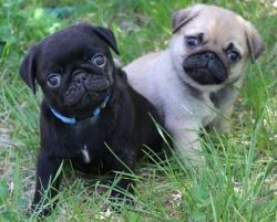 Cute Male and Female Pug Puppies For Sale