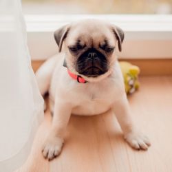 fearless Pug Puppies