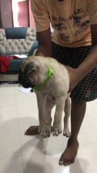 Pug for sale male
