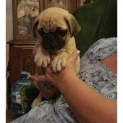 Pug Puppy Male for Sale