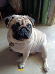 Pug baby for sell in ranchi