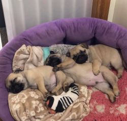 Pug Litter of Puppies For Sale