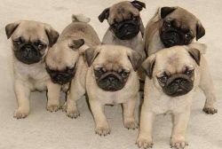 Adorable litter of pug puppies for sale!!