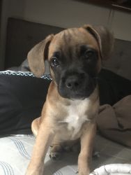 8 week old puppy French pug
