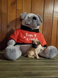Are you looking for a cute pug baby?