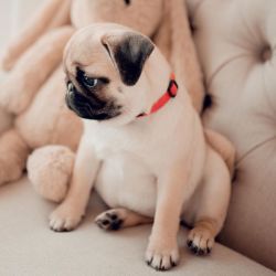 favorable Pug Puppies