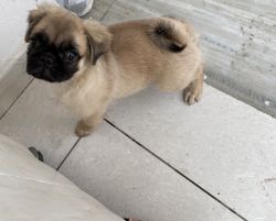 Pug Breed Puppy 1month old