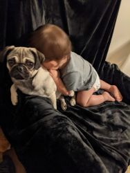 Pug for free to good home
