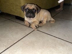 Looking for a loving home for my two pug puppies bingo and rolly