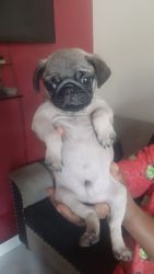 Pug puppies are available good quality and parents