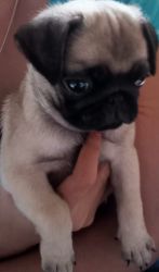 PUG puppies available for sale