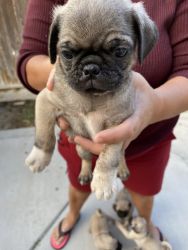Male Pug puppy needs a new home!!