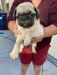 Male pugs Rehome