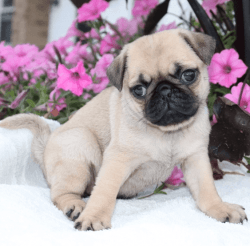 Pug puppies ready to go