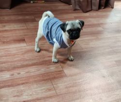 Male pug 4 months fully active and vaccinated for sale in Bangalore