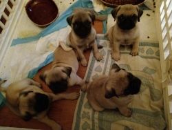 Vet checked AKC Pugs fawn in color