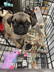 Loving and Playful Puppy Female Pug