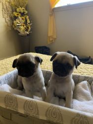 Pugs puppies ready to go