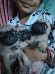 Pug puppies available for you