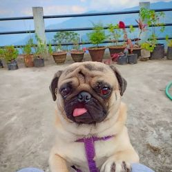I just need a responsible owner for my pug.