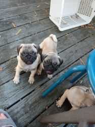 AKC PUGS for sale Vet checked