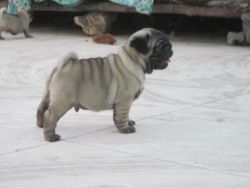 Pug puppies available in Chennai contact xxx-xxxx-xxx