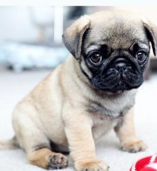 Best quality pug puppies for sale