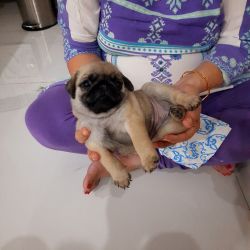 Pug puppy for sale 45 days old