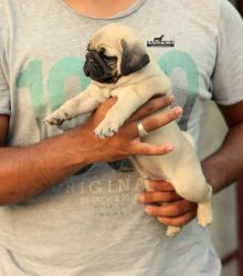 Cute Pug Male Puppy for Sale (60 days old)