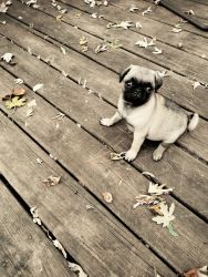 For sale. Pug puppy