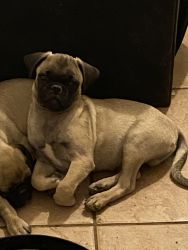 Pug puppies for sale