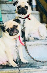 Pug Family for Sale Mom, Dad and a baby pug