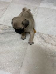 Pug puppies available for sale