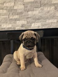 Pug puppy fawn color